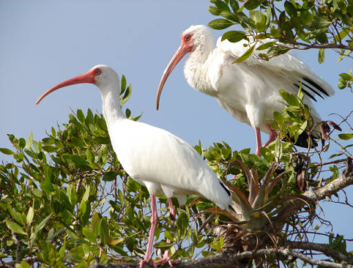 Through a new EEID grant, pathogens in which birds are hosts are under investigation.